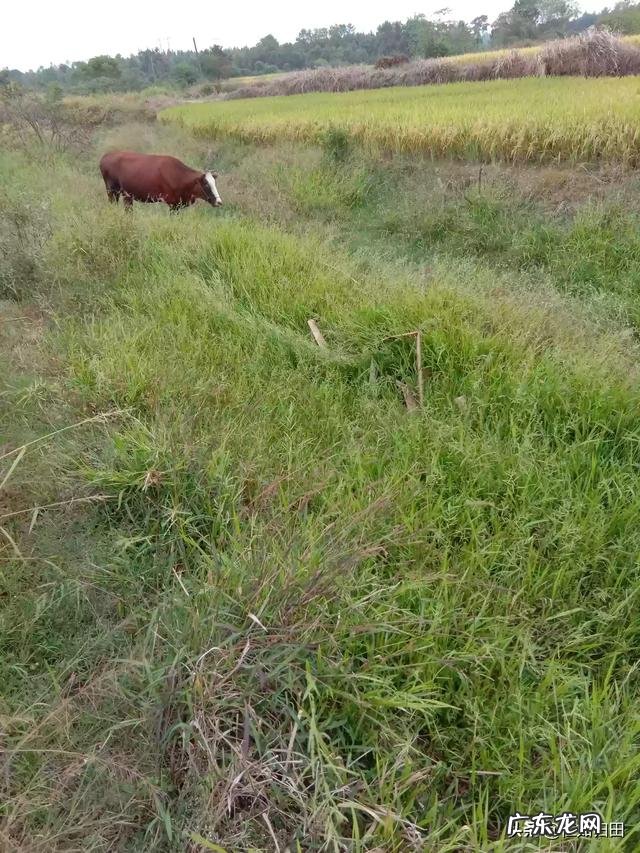 北方小投资养殖业什么最赚钱 养殖业什么赚钱最快?明年养殖业什么最赚钱