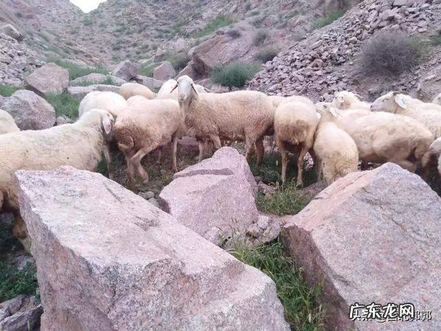 北方小投资养殖业什么最赚钱 养殖业什么赚钱最快?明年养殖业什么最赚钱