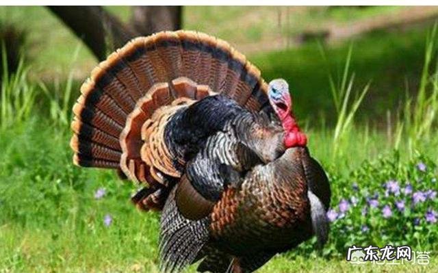 北方小投资养殖业什么最赚钱 养殖业什么赚钱最快?明年养殖业什么最赚钱