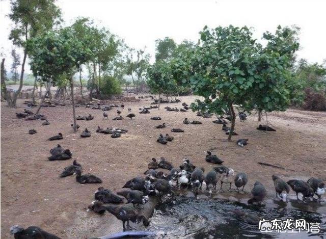 北方小投资养殖业什么最赚钱 养殖业什么赚钱最快?明年养殖业什么最赚钱