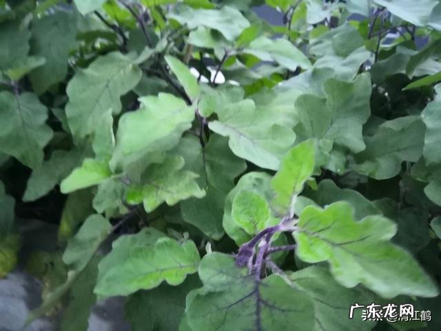 最暴利的种植 种植什么植物最挣钱?种植什么植物赚钱