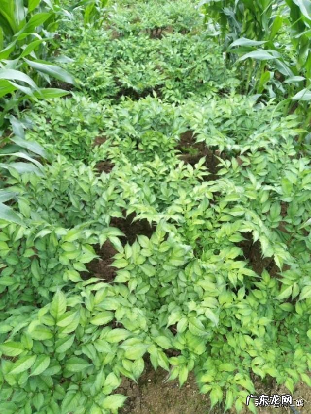 最暴利的种植 种植什么植物最挣钱?种植什么植物赚钱