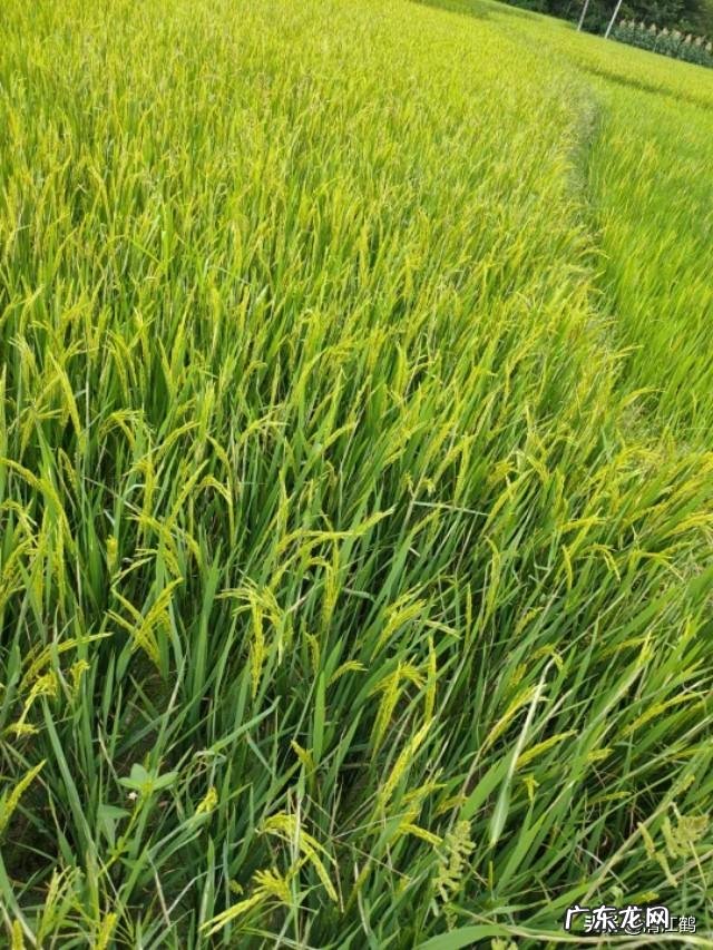 最暴利的种植 种植什么植物最挣钱?种植什么植物赚钱