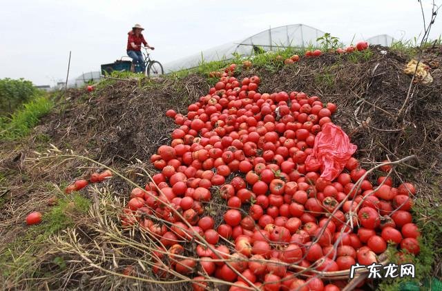 种植什么挣钱 现在农村种植什么比较赚钱?农村致富种植什么好
