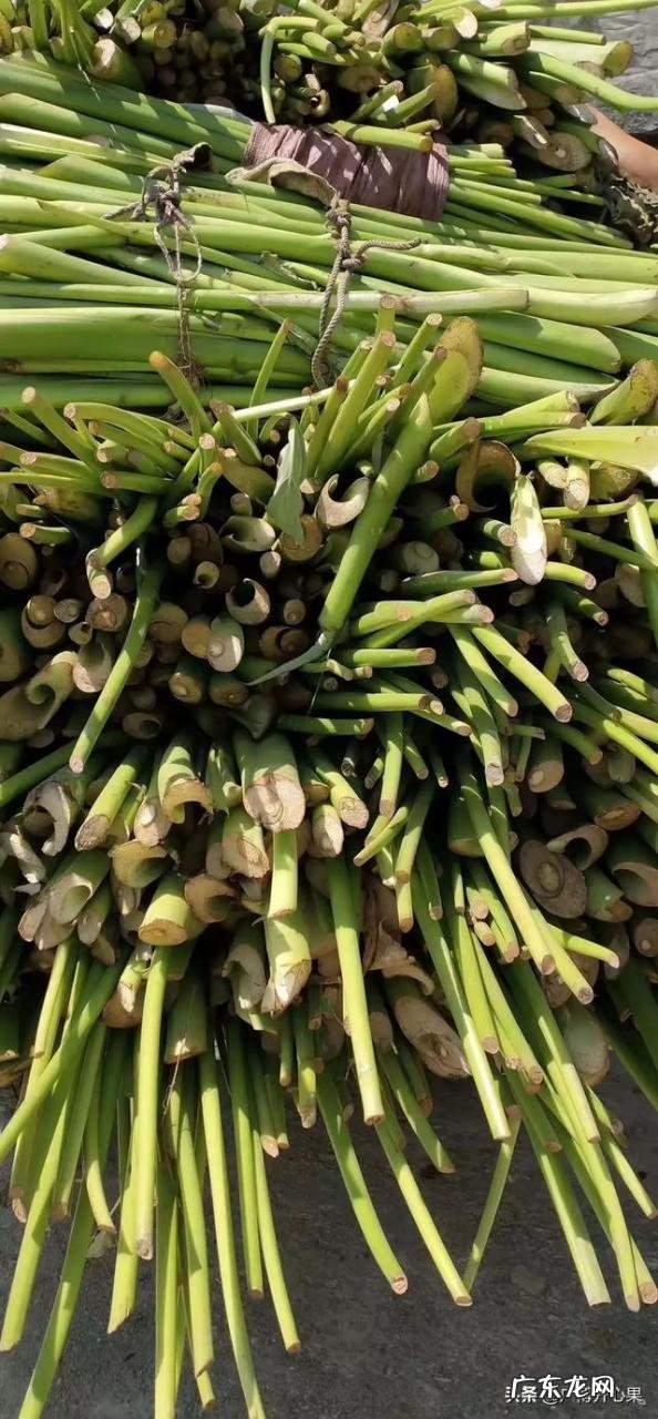 种植什么挣钱 现在农村种植什么比较赚钱？农村致富种植什么好