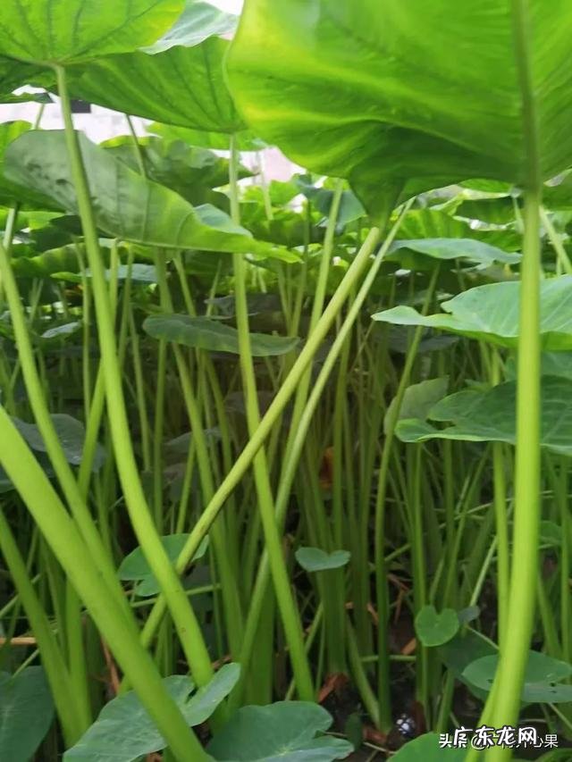 种植什么挣钱 现在农村种植什么比较赚钱？农村致富种植什么好