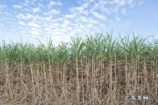 种植什么挣钱 现在农村种植什么比较赚钱?农村致富种植什么好