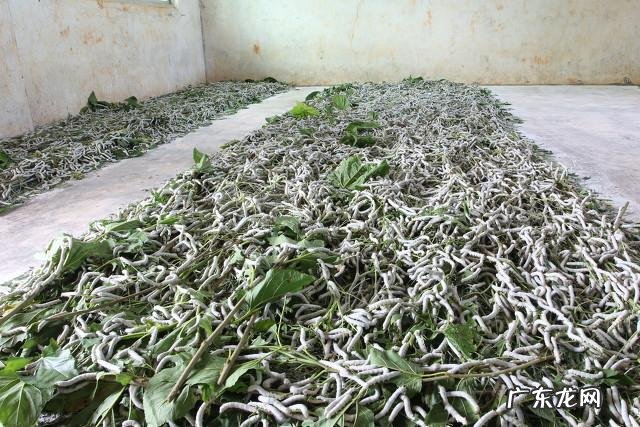 种植什么挣钱 现在农村种植什么比较赚钱?农村致富种植什么好