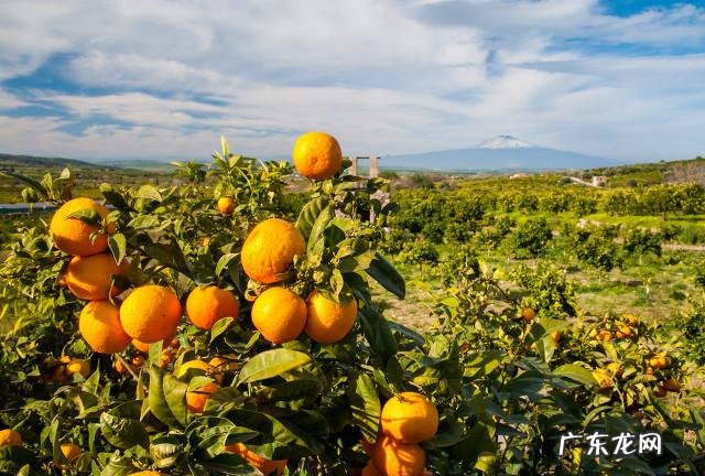 种植什么挣钱 现在农村种植什么比较赚钱?农村致富种植什么好