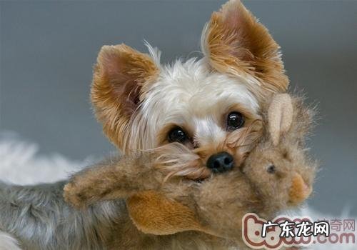 如何训炼约克夏犬