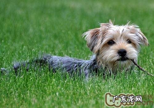 在家里给约克夏犬美容护肤的常见问题