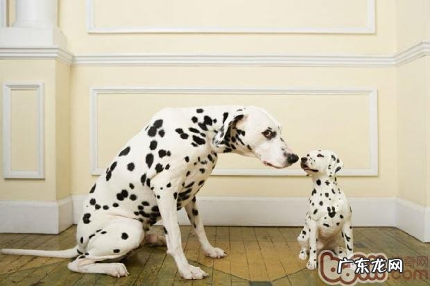 养宠物家中的室内装修提议