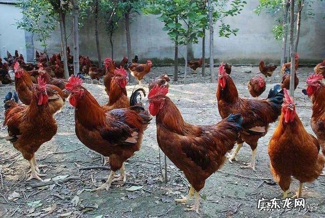 22个适合乡镇做的生意 农村乡镇适合做什么生意,适合在小镇发展的行业