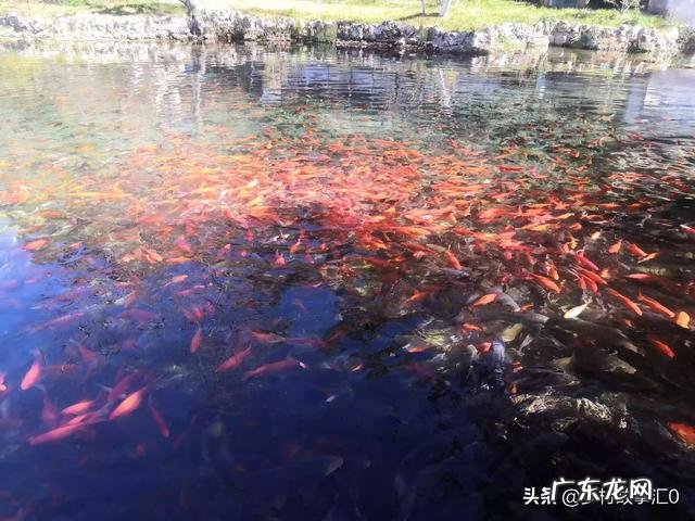 22个适合乡镇做的生意 农村乡镇适合做什么生意,适合在小镇发展的行业