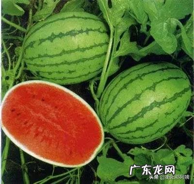 农村投资什么项目好 如今农村有什么好项目可以小本投资,适合农村的小项目