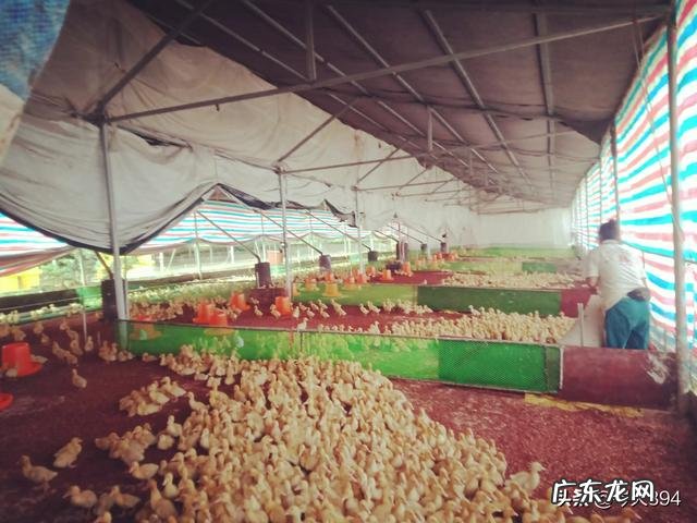 适合农村的小型养殖 在农村创业养殖亏了,你会怎么办,农村养殖什么不愁销路