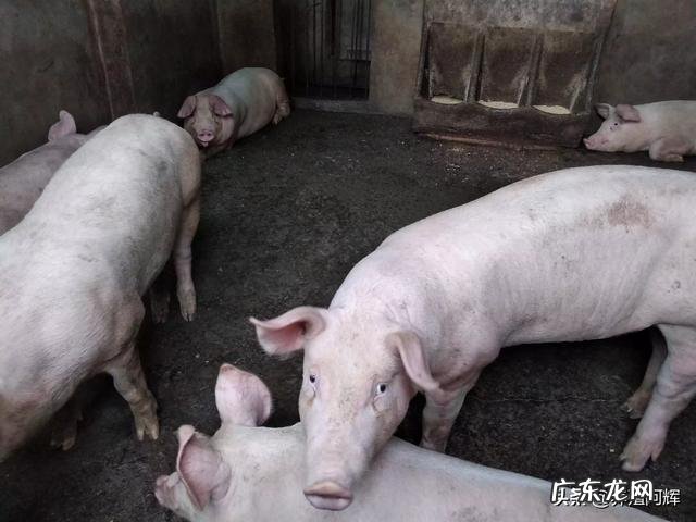 适合农村的小型养殖 在农村创业养殖亏了,你会怎么办,农村养殖什么不愁销路