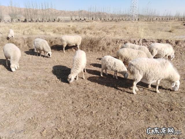 适合农村的小型养殖 在农村创业养殖亏了,你会怎么办,农村养殖什么不愁销路