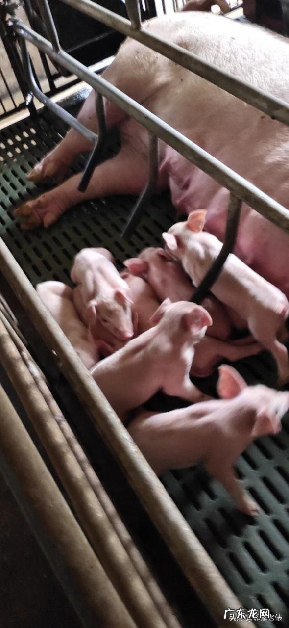 适合农村的小型养殖 在农村创业养殖亏了,你会怎么办,农村养殖什么不愁销路