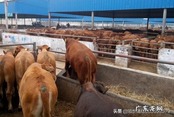 适合农村的小型养殖 在农村创业养殖亏了,你会怎么办,农村养殖什么不愁销路