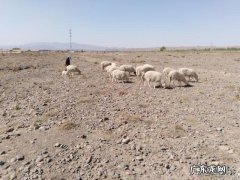 适合农村的小型养殖 在农村创业养殖亏了，你会怎么办,农村养殖什么不愁销路