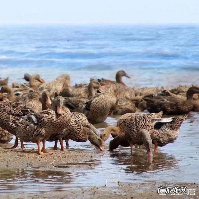 农民没有钱,怎样从种植养殖方面创业