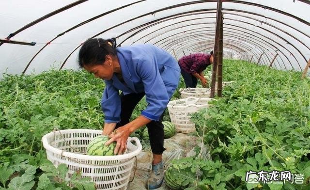 农民没有钱,怎样从种植养殖方面创业