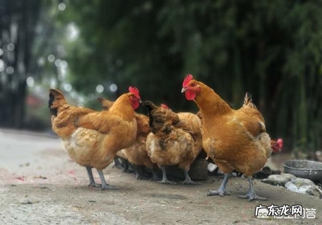 农民没有钱,怎样从种植养殖方面创业