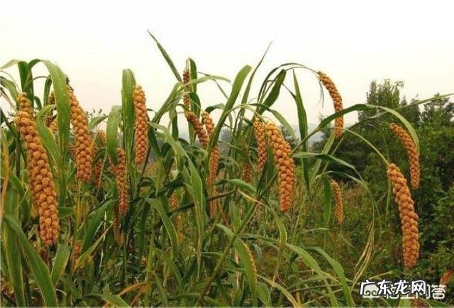 农民没有钱,怎样从种植养殖方面创业