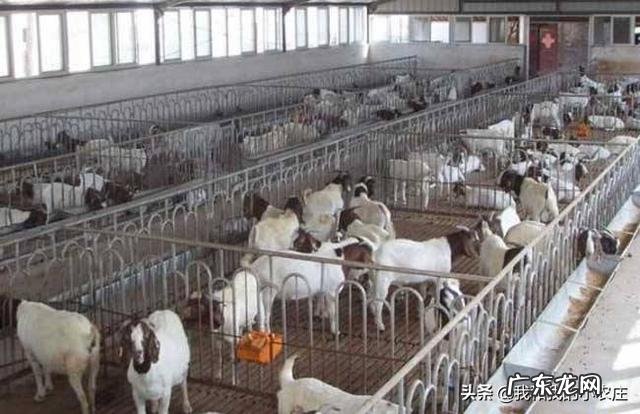 新手怎么养羊 自己懂得养羊又有养羊技术没有资金怎么办,学养羊技术