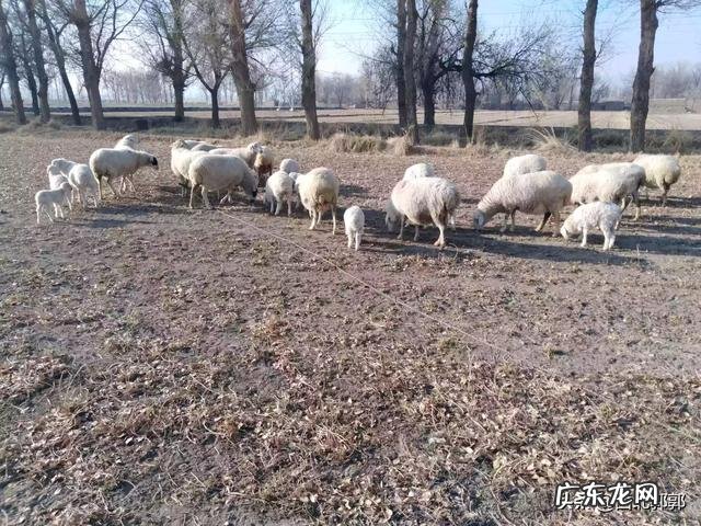 新手怎么养羊 自己懂得养羊又有养羊技术没有资金怎么办,学养羊技术
