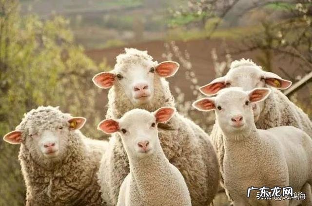 新手怎么养羊 自己懂得养羊又有养羊技术没有资金怎么办,学养羊技术