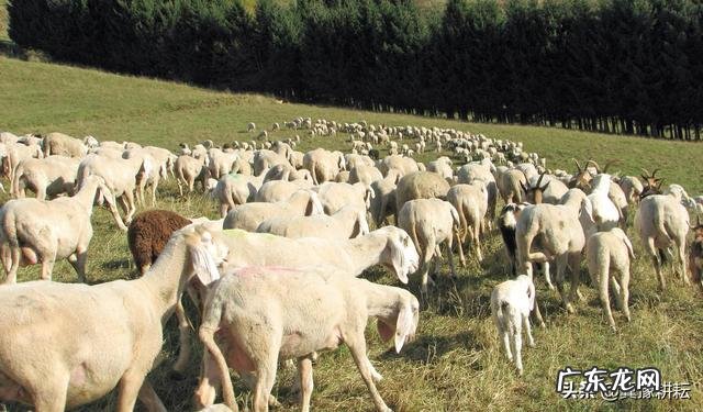 新手怎么养羊 自己懂得养羊又有养羊技术没有资金怎么办,学养羊技术