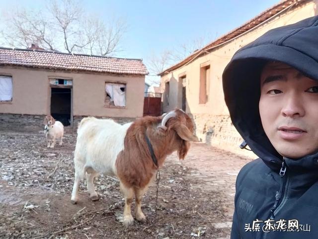 新手怎么养羊 自己懂得养羊又有养羊技术没有资金怎么办,学养羊技术