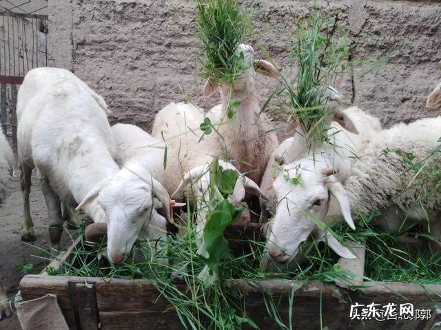 新手怎么养羊 自己懂得养羊又有养羊技术没有资金怎么办,学养羊技术