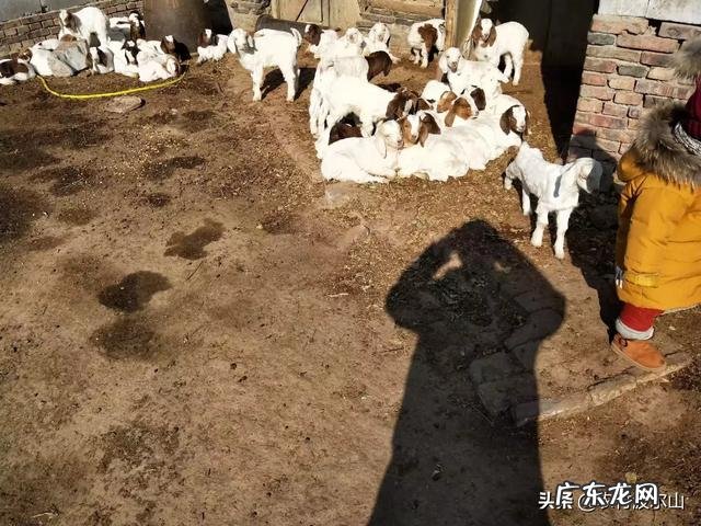 新手怎么养羊 自己懂得养羊又有养羊技术没有资金怎么办,学养羊技术