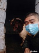 新手怎么养羊 自己懂得养羊又有养羊技术没有资金怎么办,学养羊技术