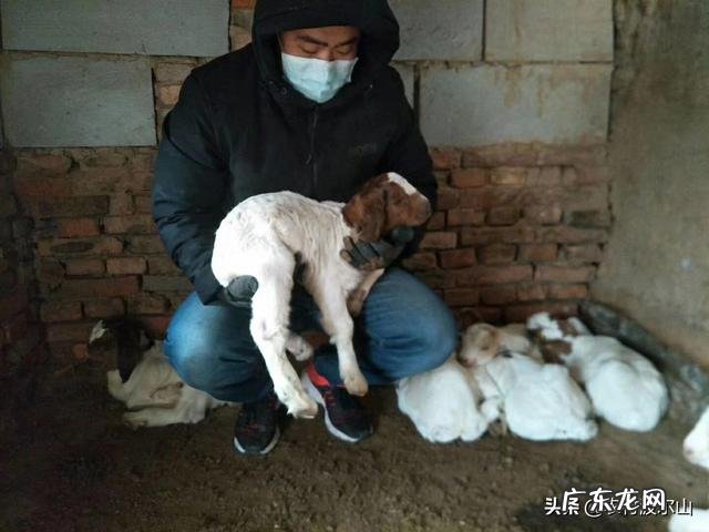 新手怎么养羊 自己懂得养羊又有养羊技术没有资金怎么办,学养羊技术