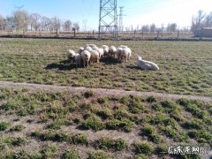 圈养什么品种羊最赚钱 羊要怎么养才赚钱,养多少羊一年能挣十万