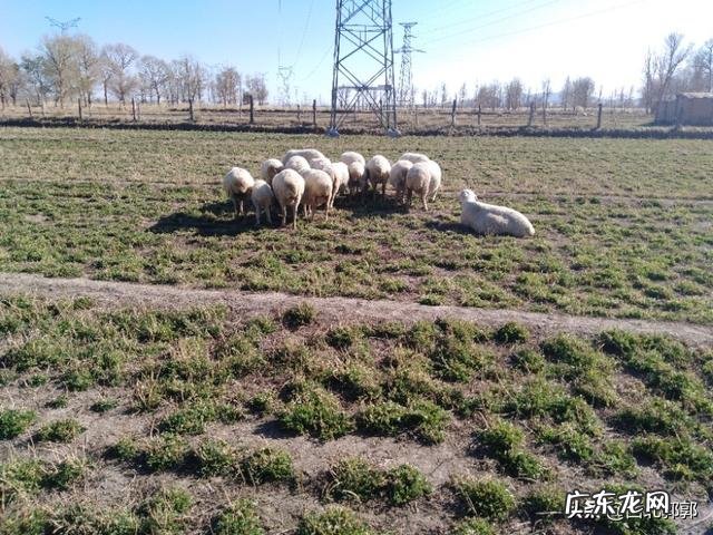圈养什么品种羊最赚钱 羊要怎么养才赚钱,养多少羊一年能挣十万