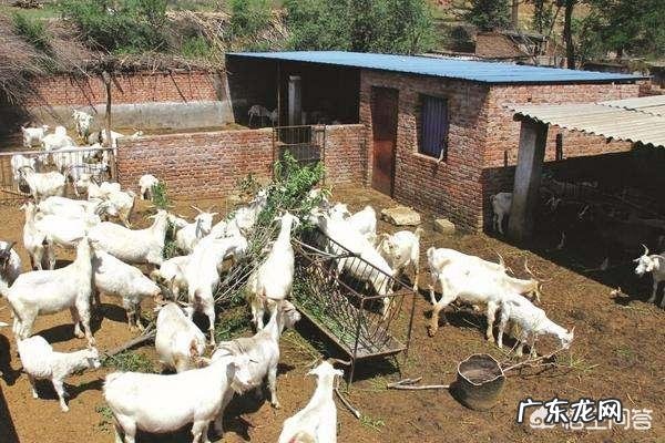 圈养什么品种羊最赚钱 羊要怎么养才赚钱,养多少羊一年能挣十万