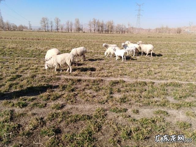 圈养什么品种羊最赚钱 羊要怎么养才赚钱,养多少羊一年能挣十万