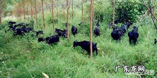 养羊和打工哪个挣钱多 创业养羊有前途吗,创业养羊需要多少成本