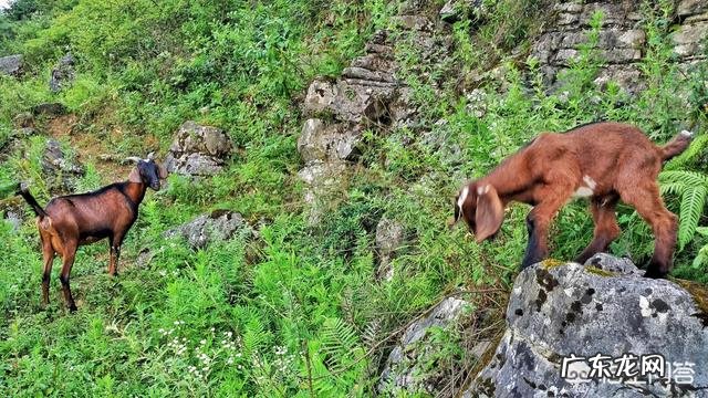 养羊和打工哪个挣钱多 创业养羊有前途吗,创业养羊需要多少成本