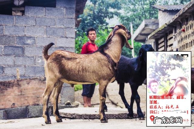 养羊和打工哪个挣钱多 创业养羊有前途吗,创业养羊需要多少成本