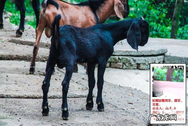 养羊和打工哪个挣钱多 创业养羊有前途吗,创业养羊需要多少成本