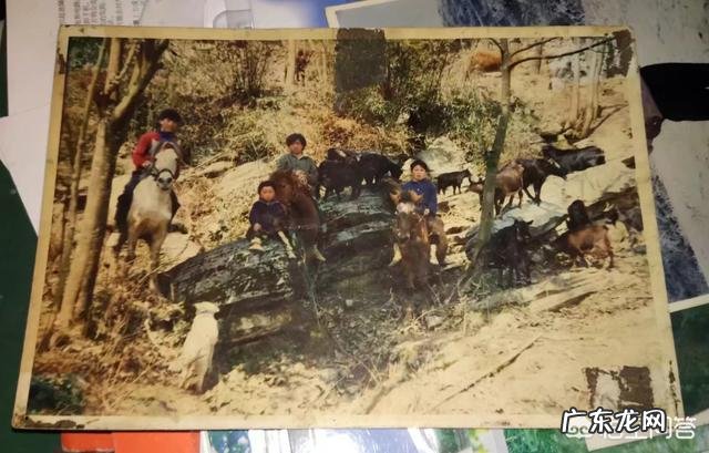 养羊和打工哪个挣钱多 创业养羊有前途吗,创业养羊需要多少成本