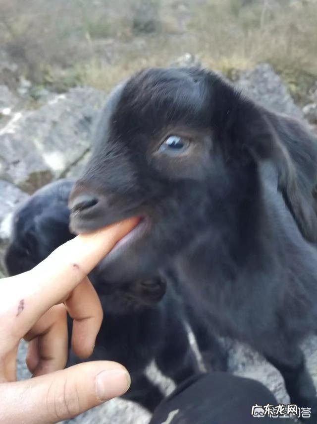 养羊和打工哪个挣钱多 创业养羊有前途吗,创业养羊需要多少成本