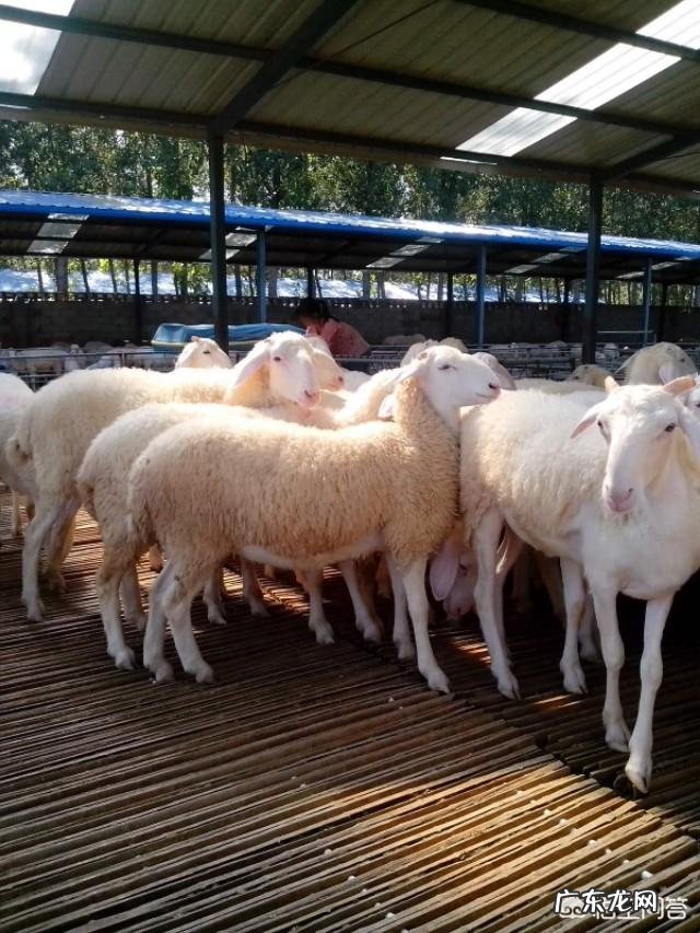 养羊和打工哪个挣钱多 创业养羊有前途吗,创业养羊需要多少成本