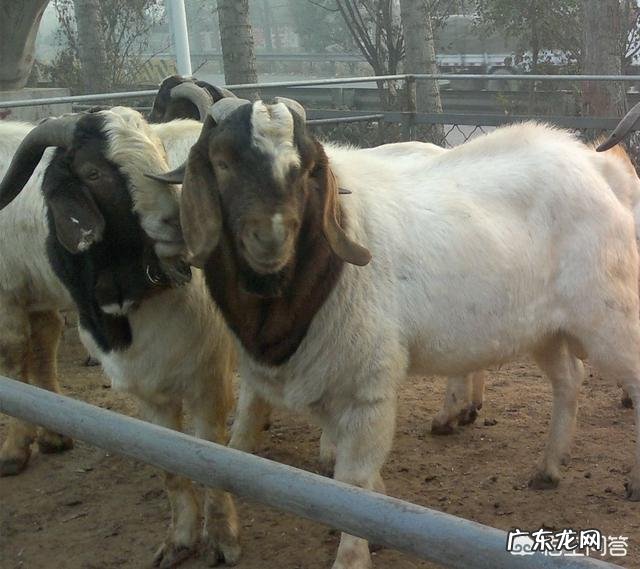 养羊和打工哪个挣钱多 创业养羊有前途吗,创业养羊需要多少成本